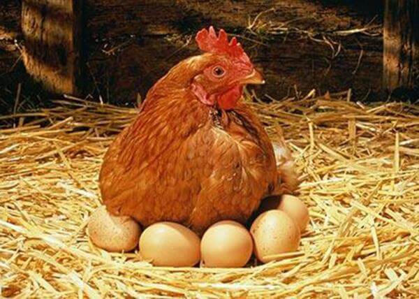 Uova finte di gallina