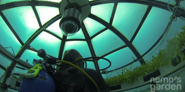 THE SUBMARINE GARDEN THAT WILL FEED THE WORLD
